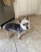 Diamond Dog Pet Salon & Spa